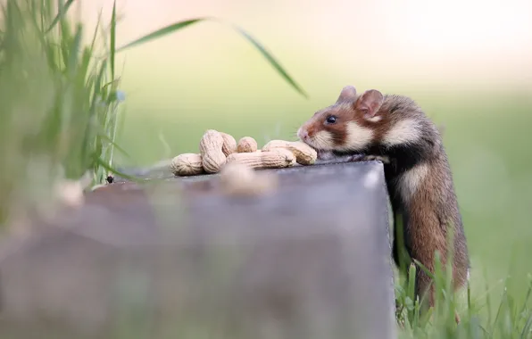 Stump, hamster, nuts, stand, hamster