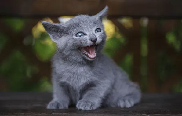 Cat, look, pose, kitty, Board, face, sitting, the expression
