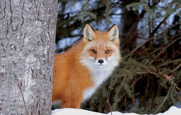 Forest, look, face, snow, Fox, red