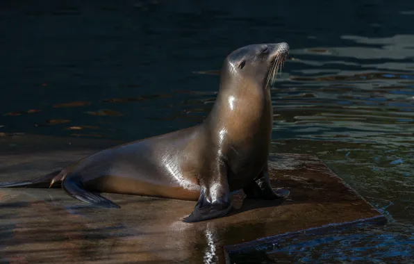 Picture light, pose, the dark background, pool, pond, sea lion