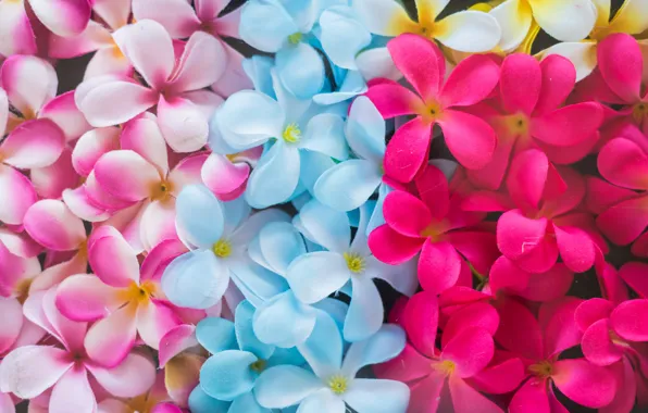 Flowers, colorful, pink, flowers, plumeria, plumeria