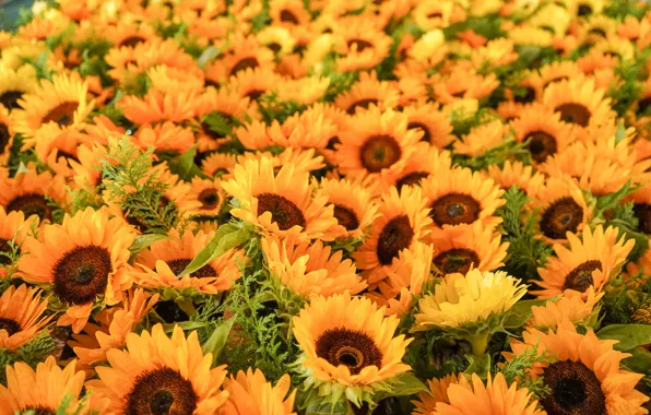 Field, summer, sunflowers, a lot