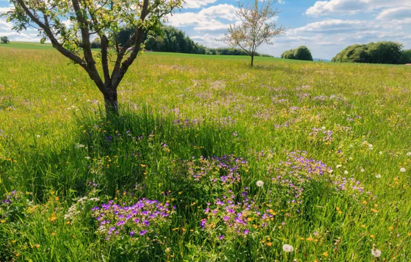 Field, summer, grass, flowers, tree, meadow, geranium meadow