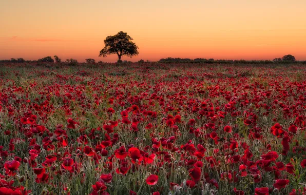 Picture field, sunset, Maki