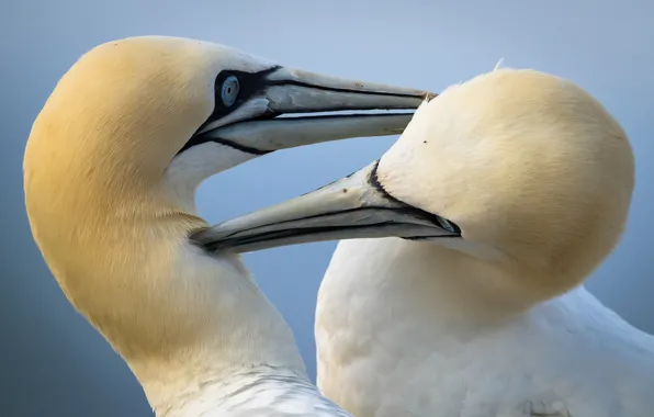 Picture bird, beak, the Northern Gannet