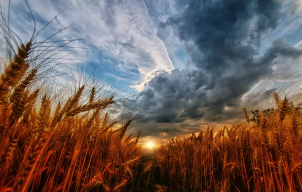 Field, the sky, the sun, clouds, nature, ears, Tamas Hauk