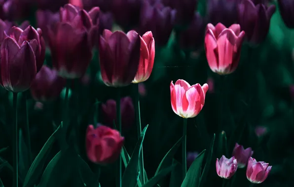 Picture light, flowers, spring, tulips, pink, flowerbed, gossamer