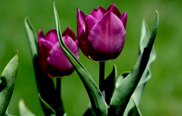 Picture leaves, nature, Tulip, petals