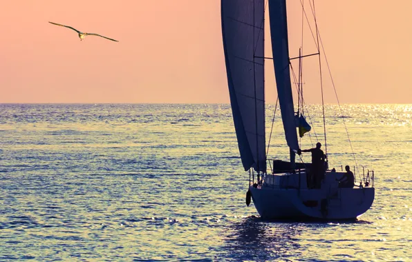 The ocean, bird, morning, yacht, horizon, sails, ocean, landscape