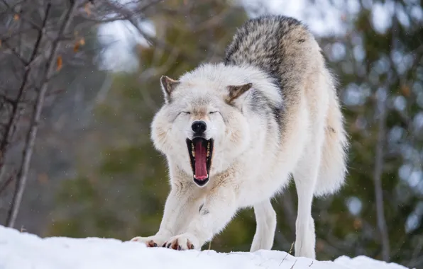 Winter, language, face, snow, nature, pose, wolf, paws