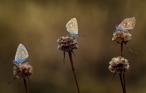 Butterfly, wings, blur, three, flowers