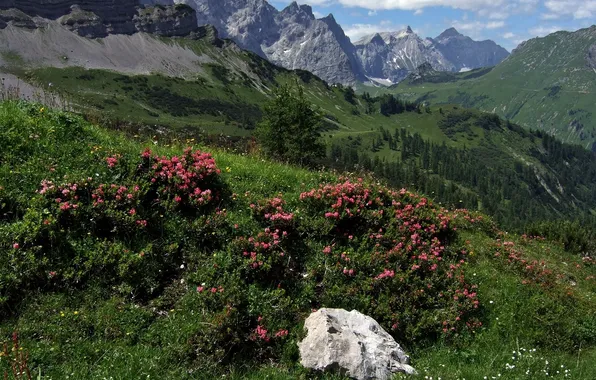 Picture mountains, stone, Austria, Alps, the bushes, Austria, Alps, Karwendel