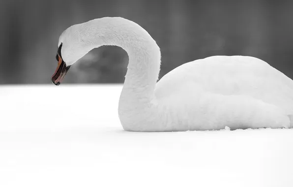 Picture snow, bird, Swan