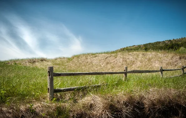 Field, summer, the fence