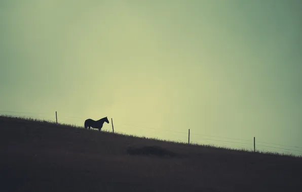 The sky, horse, the fence, farm