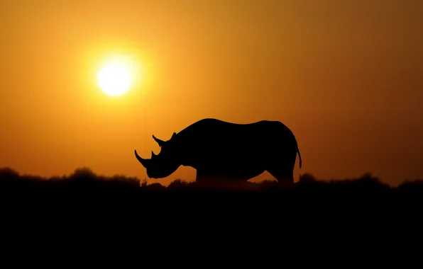 Picture sunset, nature, Rhino