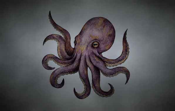 Picture octopus, tentacles, octopus, dark background