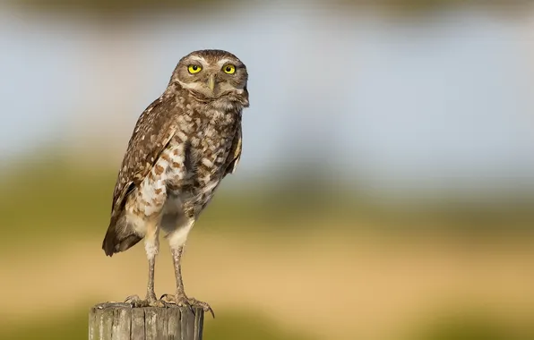 Picture nature, background, owl