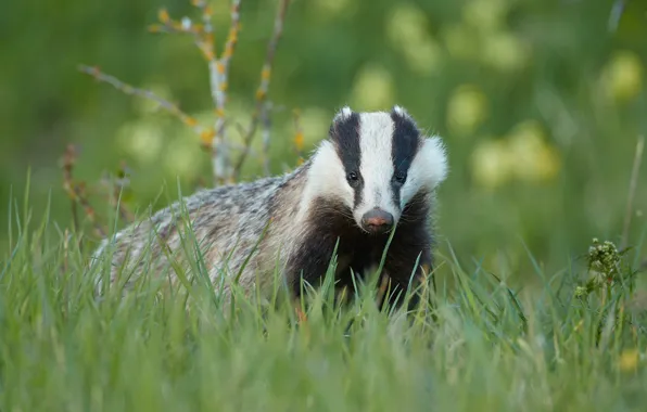 Picture grass, look, face, glade, portrait, badger