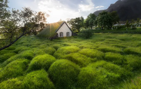 Greens, summer, grass, the sun, clouds, light, trees, landscape