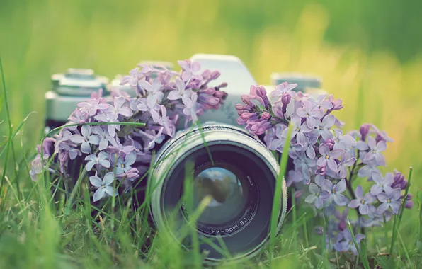 Grass, flowers, photo, the camera, lilac, Zenit, the camera