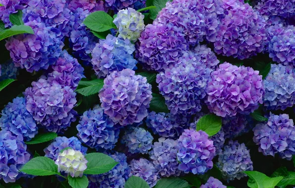 Picture a lot, inflorescence, hydrangea