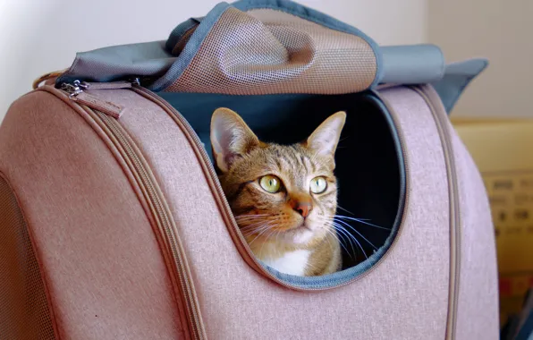 Cat, cat, look, bag, face, Peeps, tabby