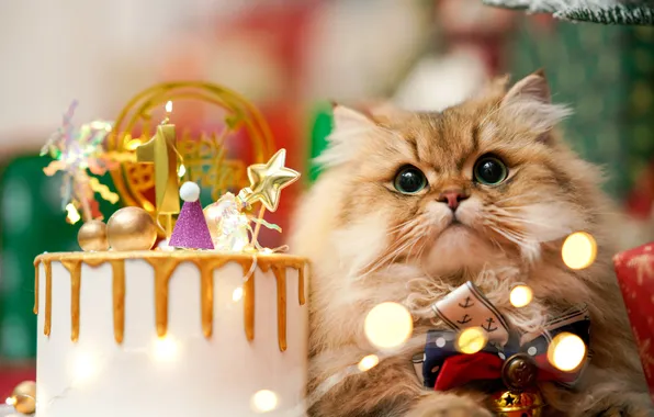 Cat, cat, look, balls, lights, pose, holiday, star