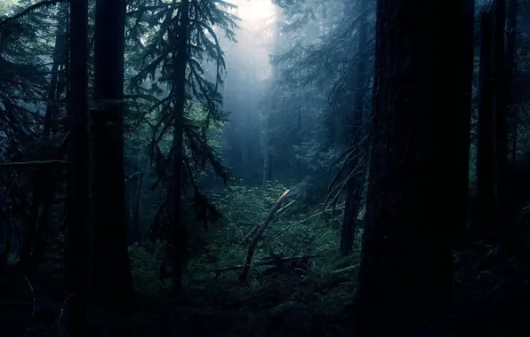 Picture forest, light, night