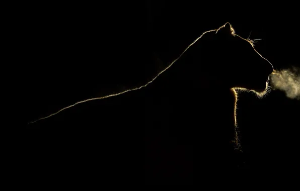 Night, lion, silhouette