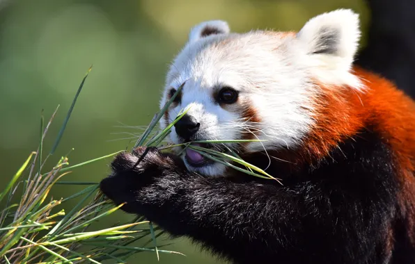 Face, leaves, branches, red Panda, red Panda, meal