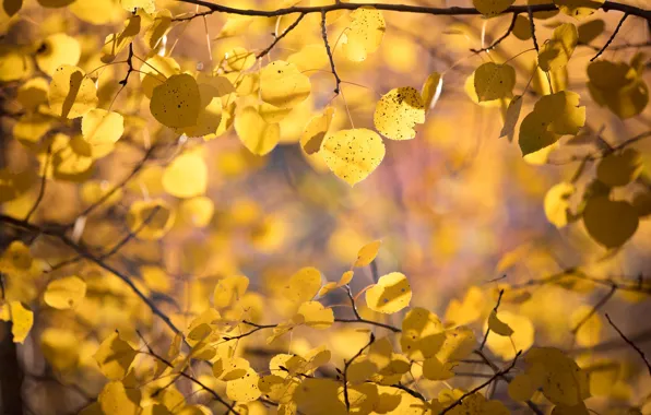 Autumn, leaves, branches, aspen