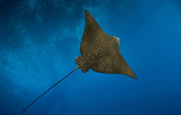 Depth, under water, PEREPECHAEV PAVEL, spotted eaglet