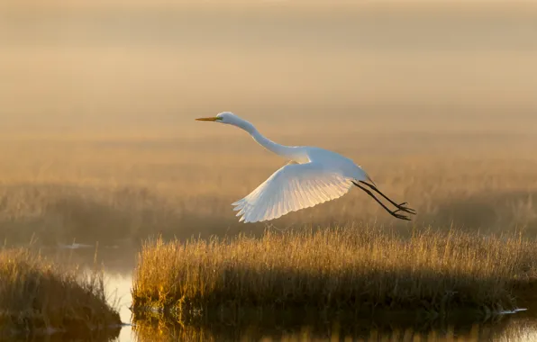 Picture light, lake, bird, swamp, white egret