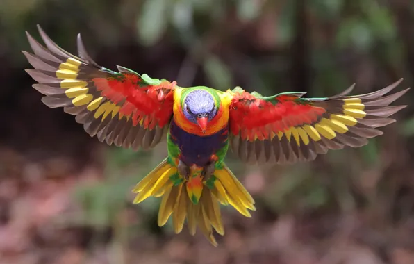 Picture animals, bird, wings, blur, parrot, flight, colors, bokeh