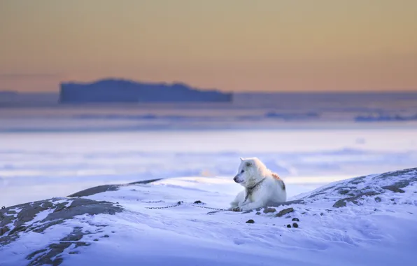 Winter, snow, each, dog