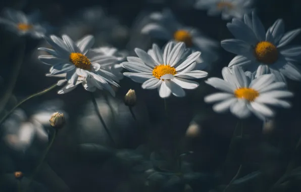 Summer, macro, flowers, the dark background, chamomile, blur, spring, white
