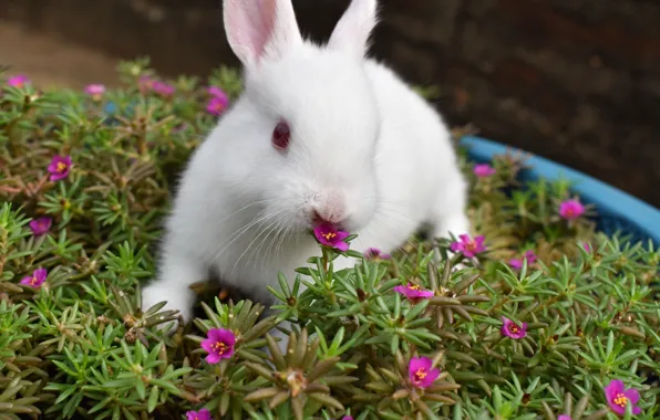 White, summer, look, flowers, nature, pose, hare, rabbit