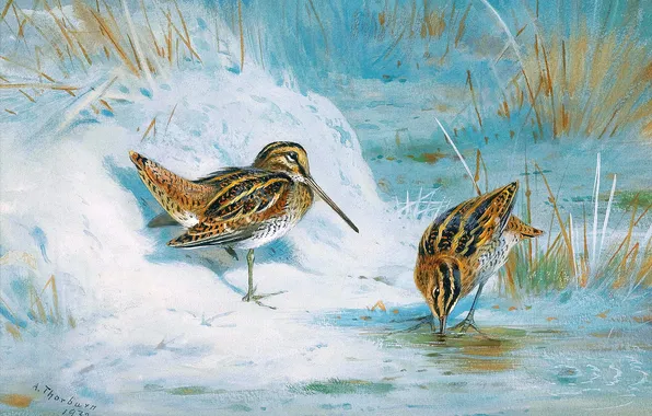 Winter, Grass, Snow, Birds, Ice, Picture, Two, Archibald Thorburn