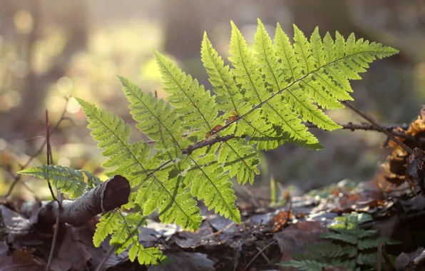 Greens, forest, leaves, sprig, earth, fern