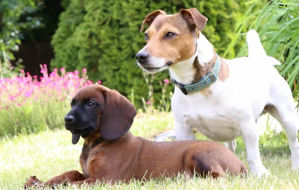Dogs, puppy, lawn, Jack Russell Terrier, The Bavarian mountain hound