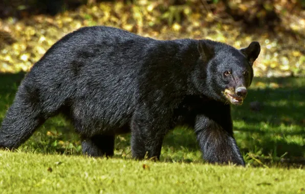 Black, animal, wildlife, black bear, louisiana