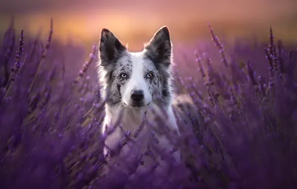 Picture look, face, dog, lavender, The border collie