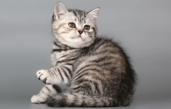 Cat, kitty, kitty, British Shorthair