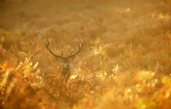 Picture autumn, forest, nature, gold, deer, morning, red, forest