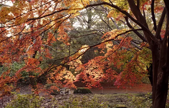 Picture Tree, Autumn, Japan, Japan, Fall, Tree, Autumn, Colors