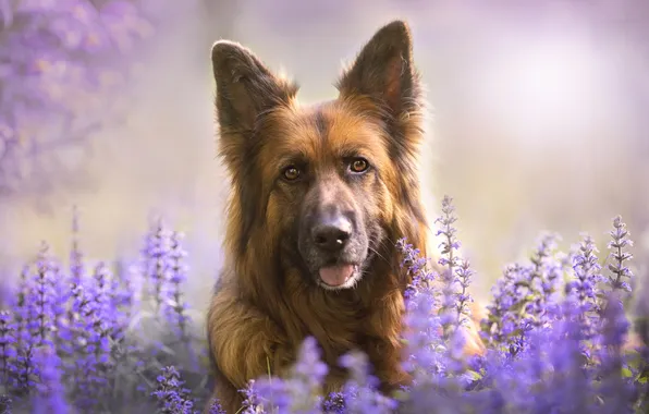 Language, look, flowers, nature, dog, face, German shepherd