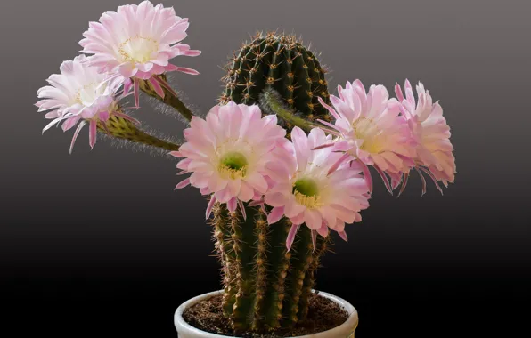 Picture cactus, barb, flowers