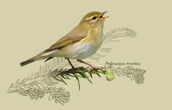 Picture art, bird, kate kondrukhova, The willow Warbler, The willow warbler