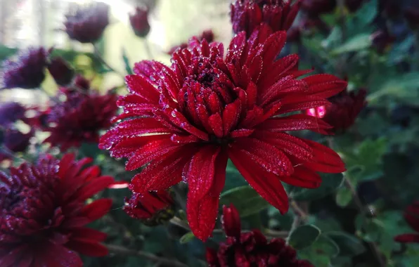 Drops, red, chrysanthemum